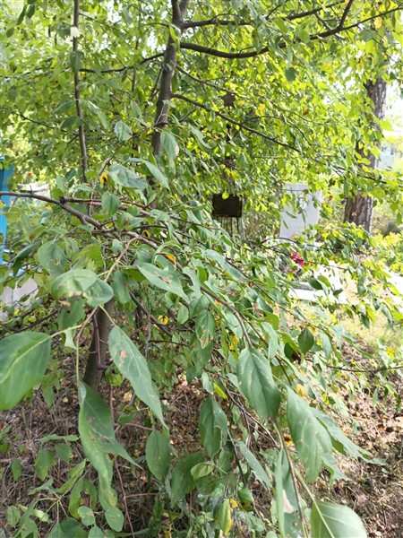 Ратинский Лев Абрамович
