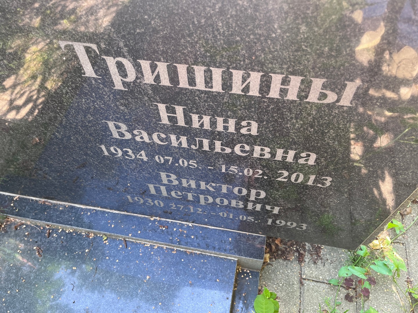 Тришина