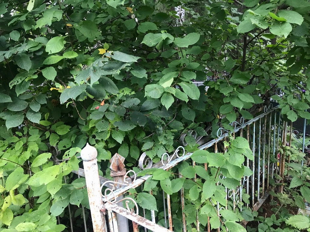 Давыдова Анна Николаевна