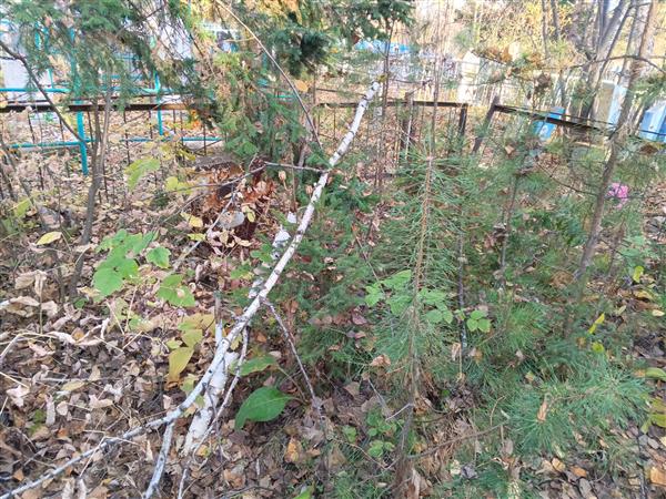 Журова Елена Петровна