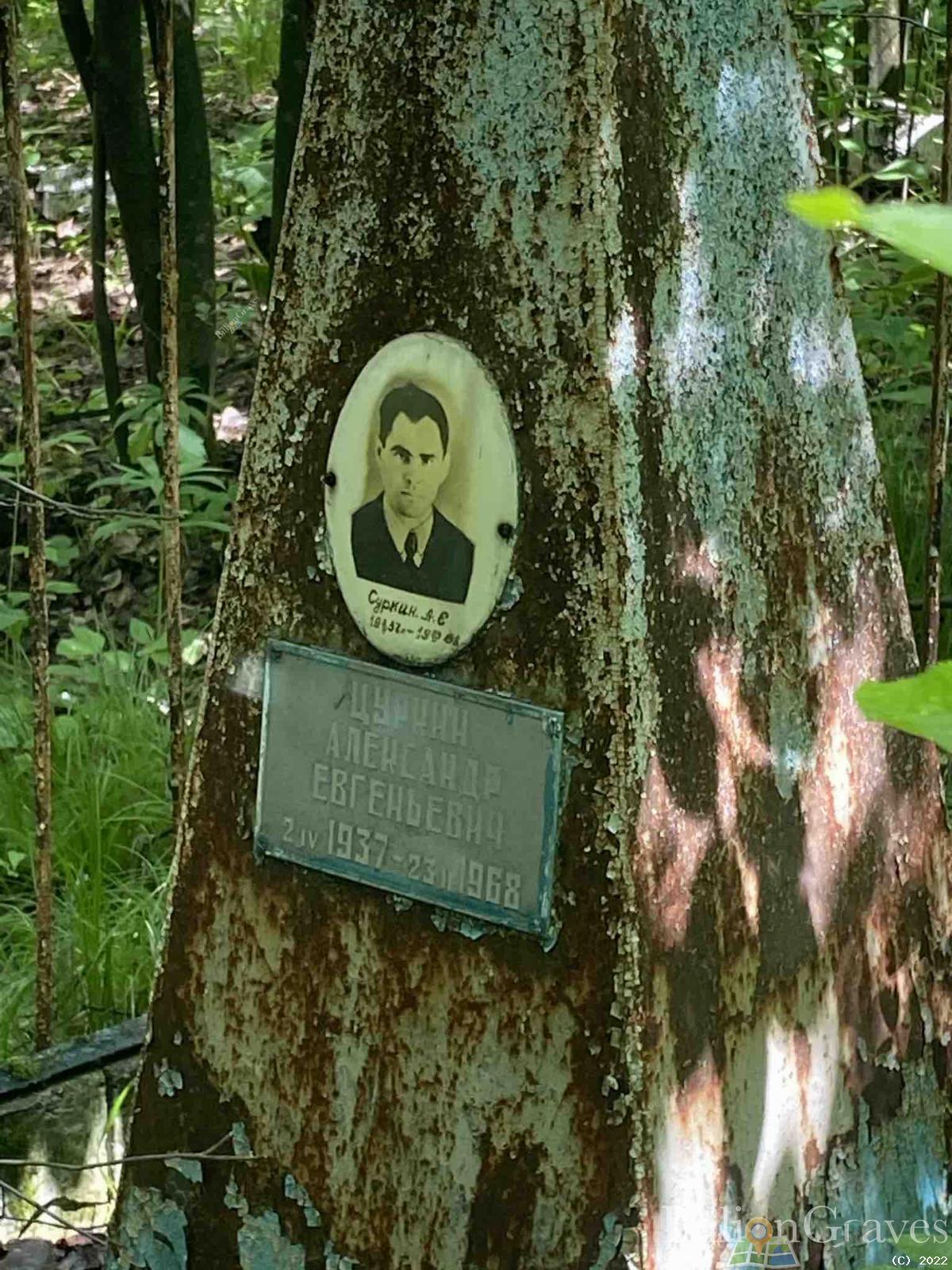 Суркин (Цуркин) Александр Евгеньевич