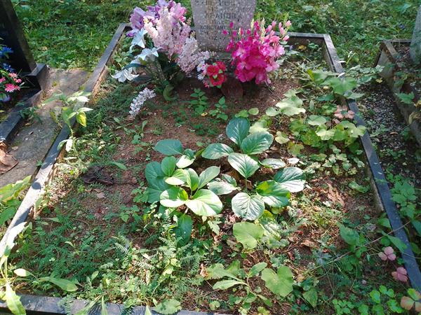 Арапова Ольга Константиновна
