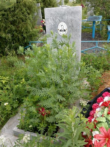 Кучумов Семен Кузьмич
