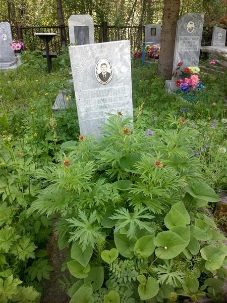 Шешуков Николай Анатольевич