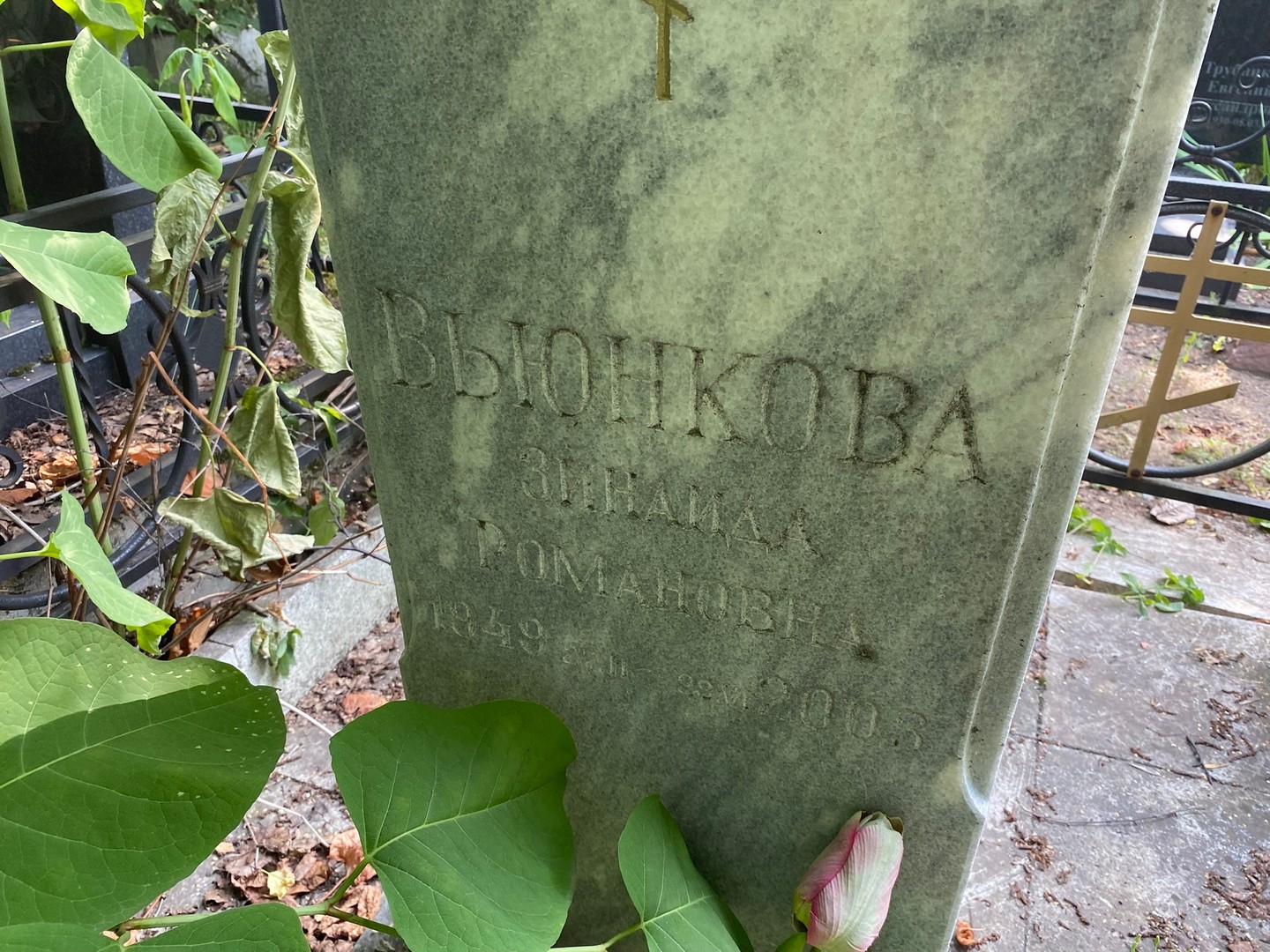 Вьюнкова