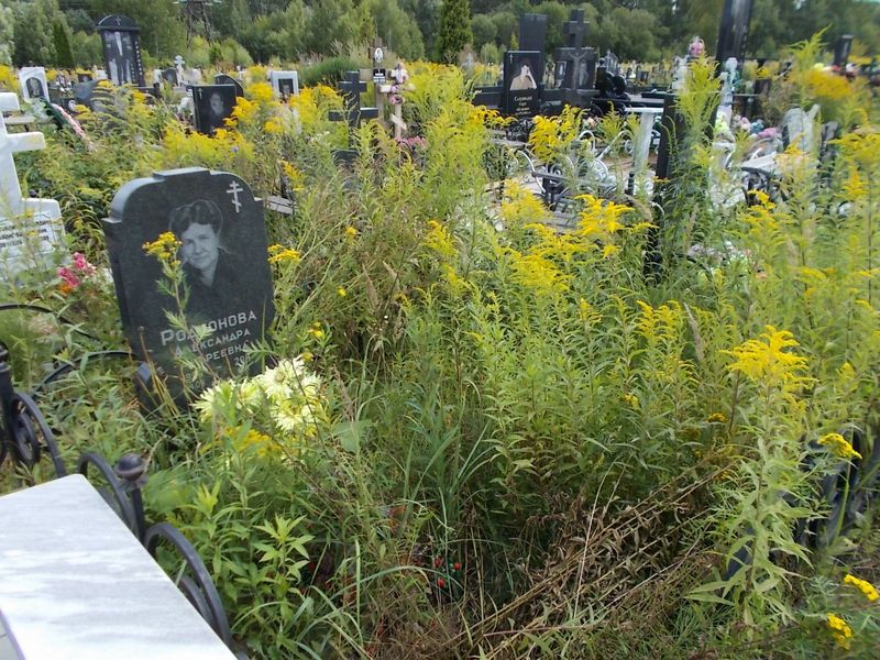 Родионова Александра Андреевна