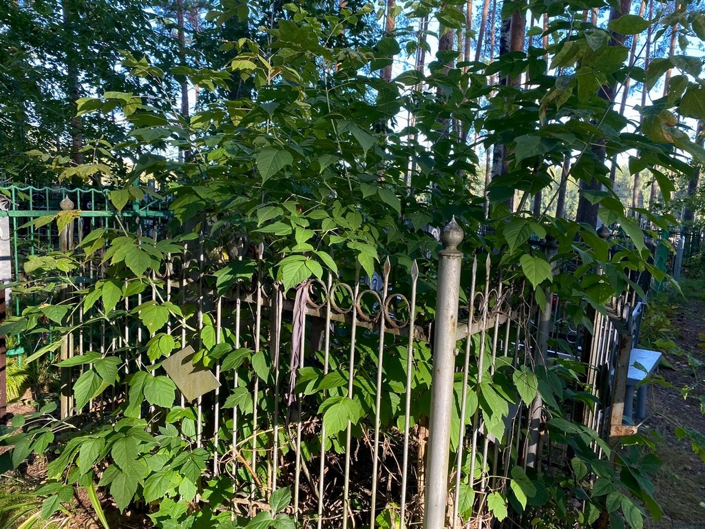 Луканова Клавдия Дмитриевна