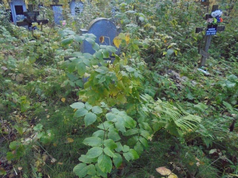 Кутьин Николай Филиппович