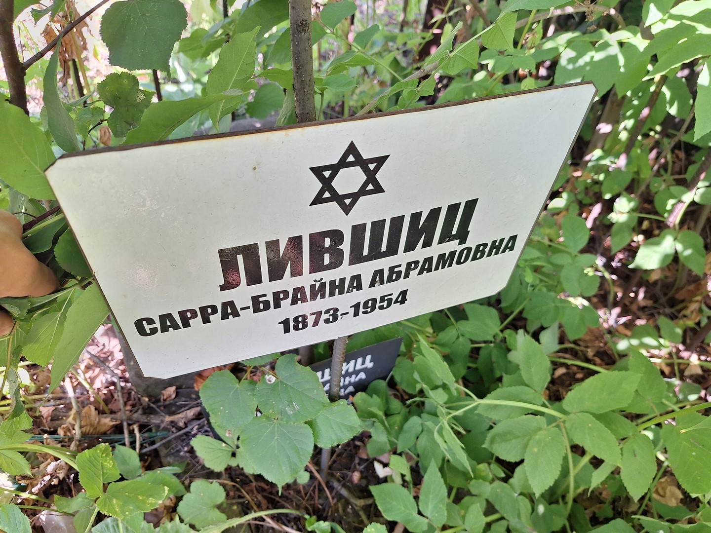 Сарра-Брайна Лившиц Абрамовна