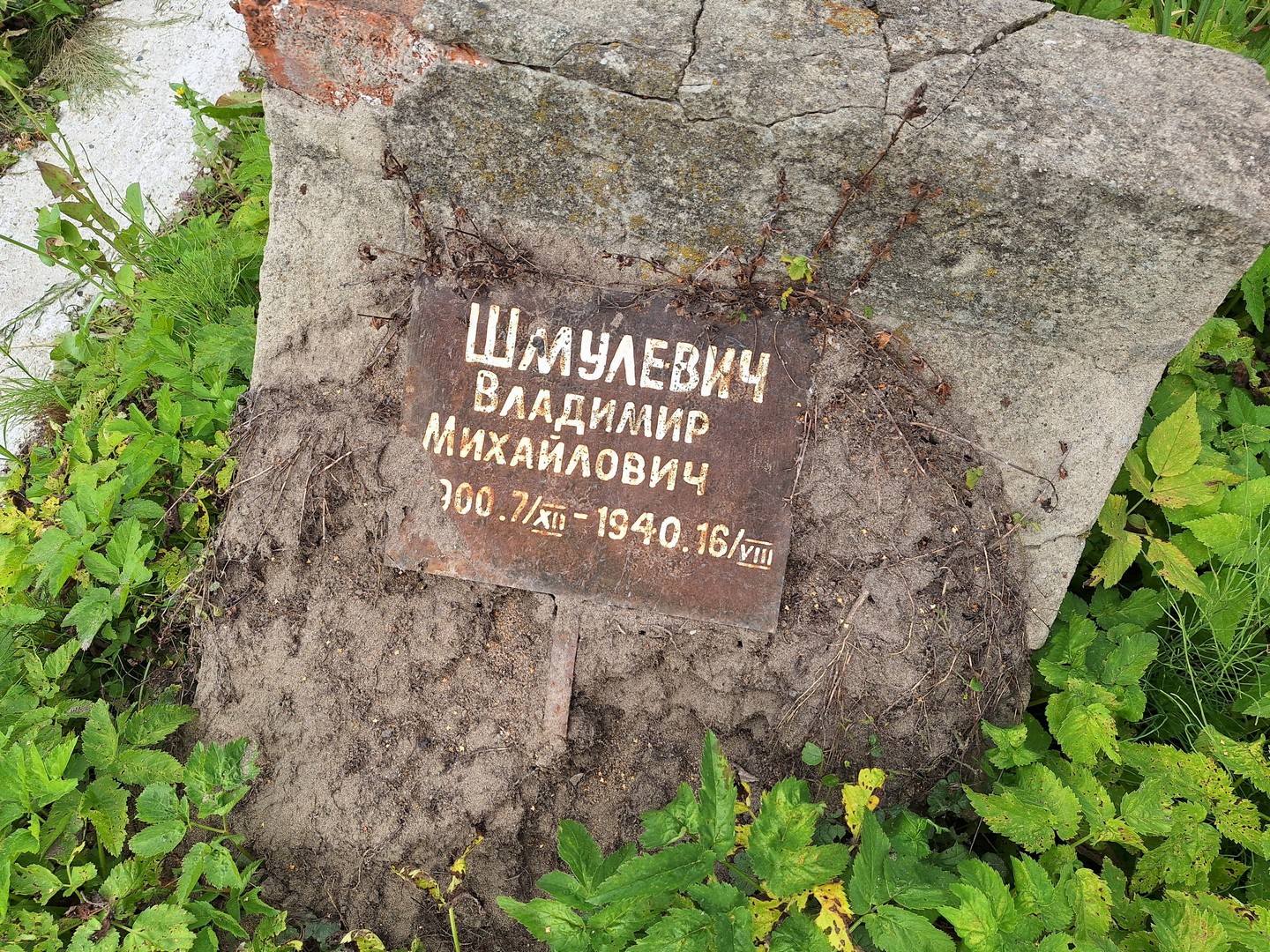 Шмулевич