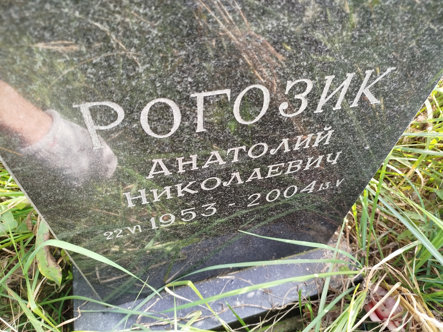 Рогозик