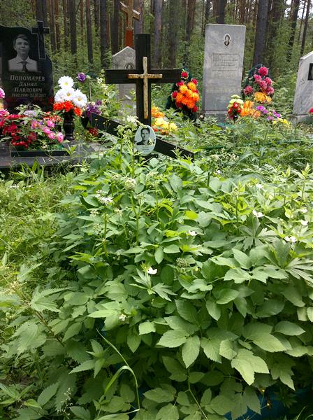 Демидова Евгения Павловна