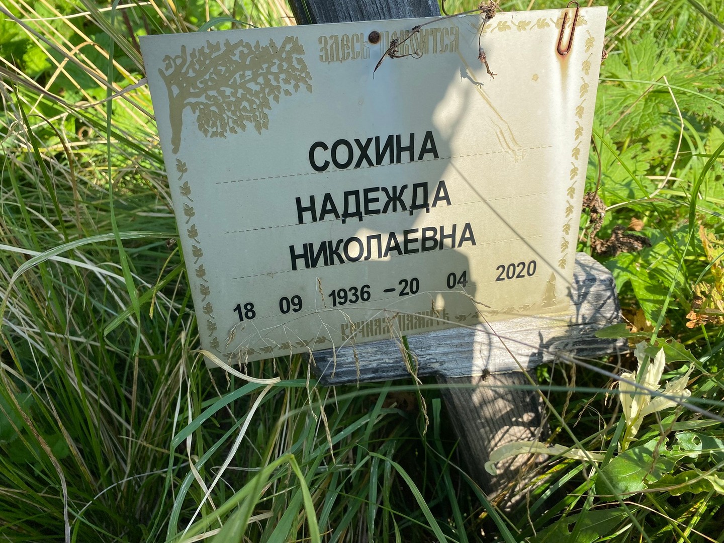 Сохина
