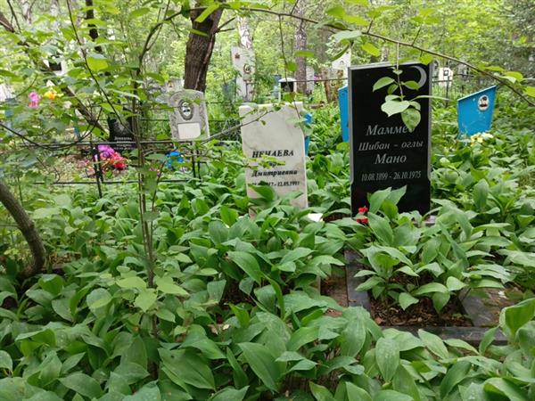 Мано Маммед Шибан-Оглы