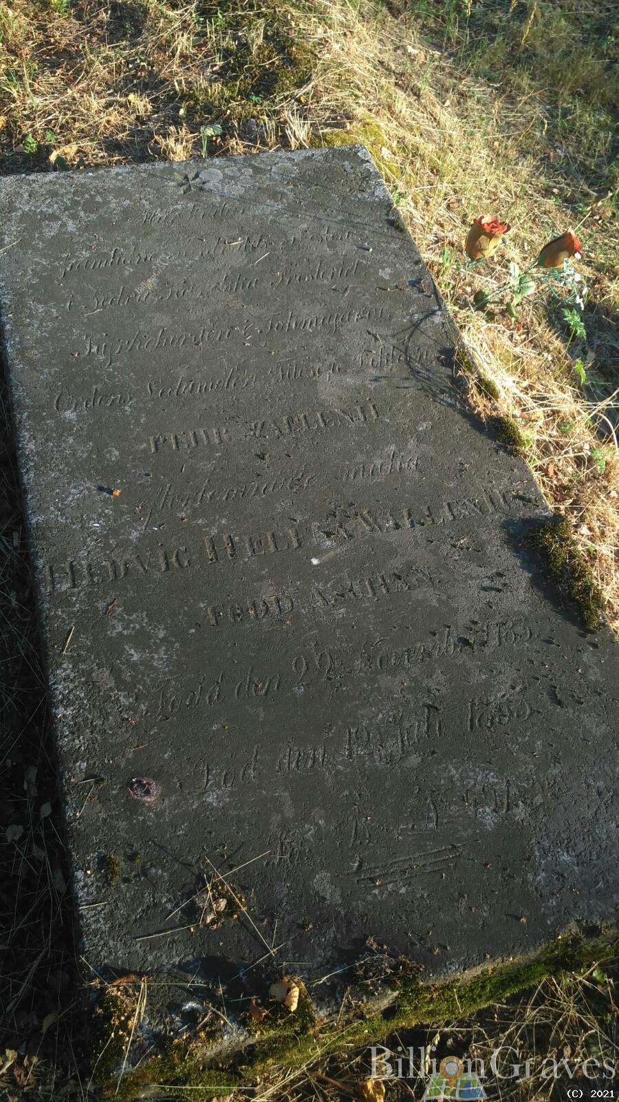 Wallenii Hedvig Helena