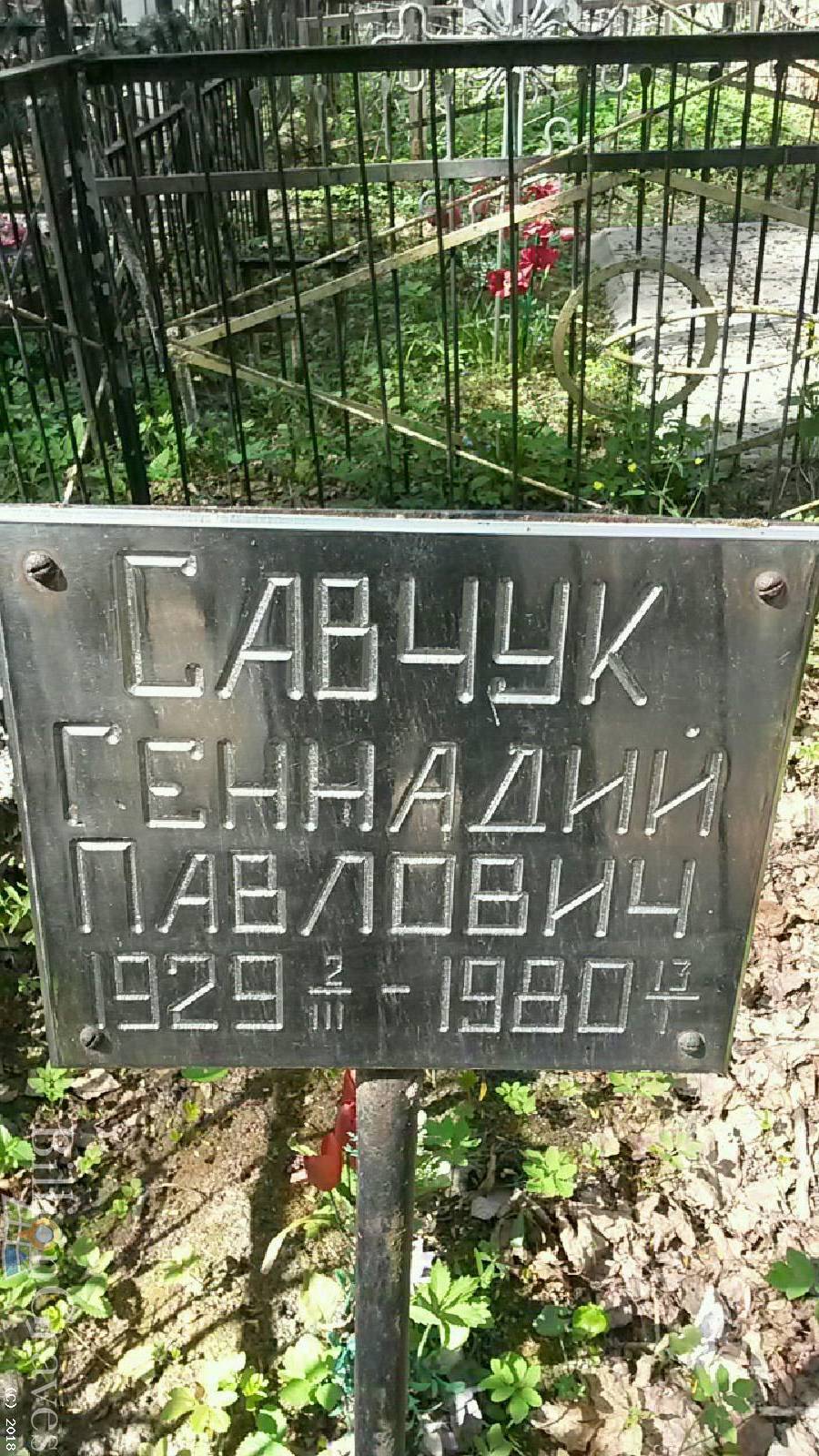 зимина Анфиса Михайловна
