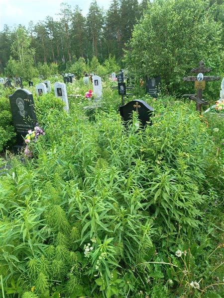 Мукина Светлана Николаевна