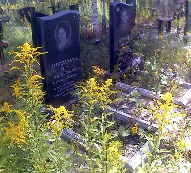 Шевцова Вера Андреевна