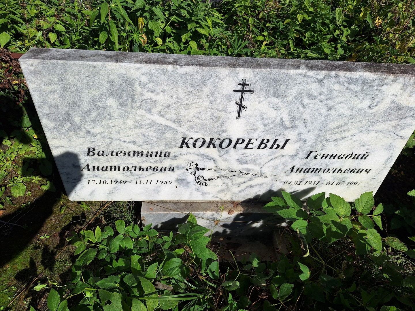 Кокорева