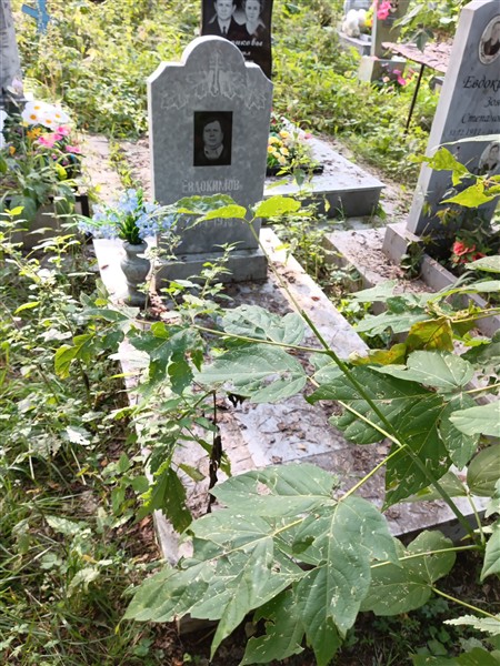 Евдокимов Николай Викторович