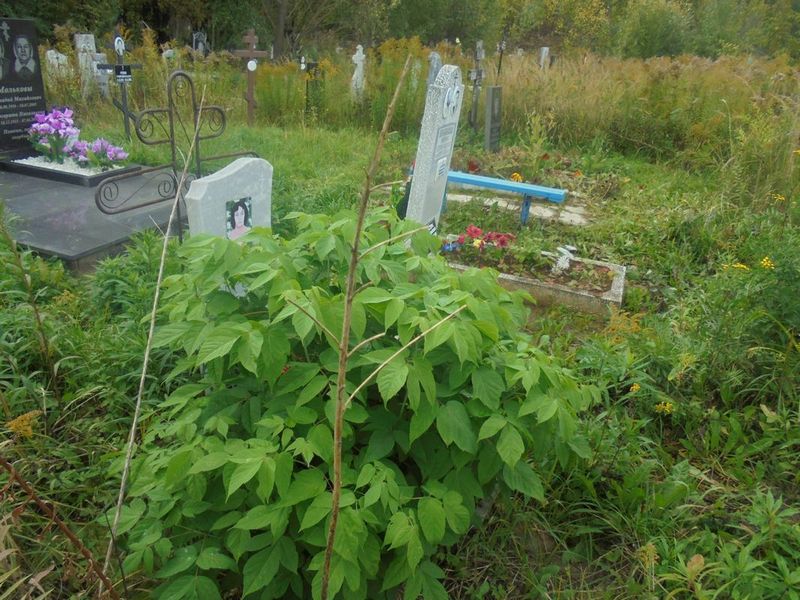 Константинова Светлана Александровна