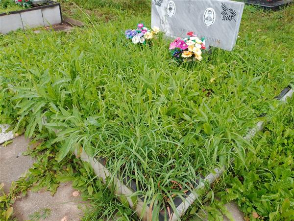 Шишмарев Александр Георгиевич