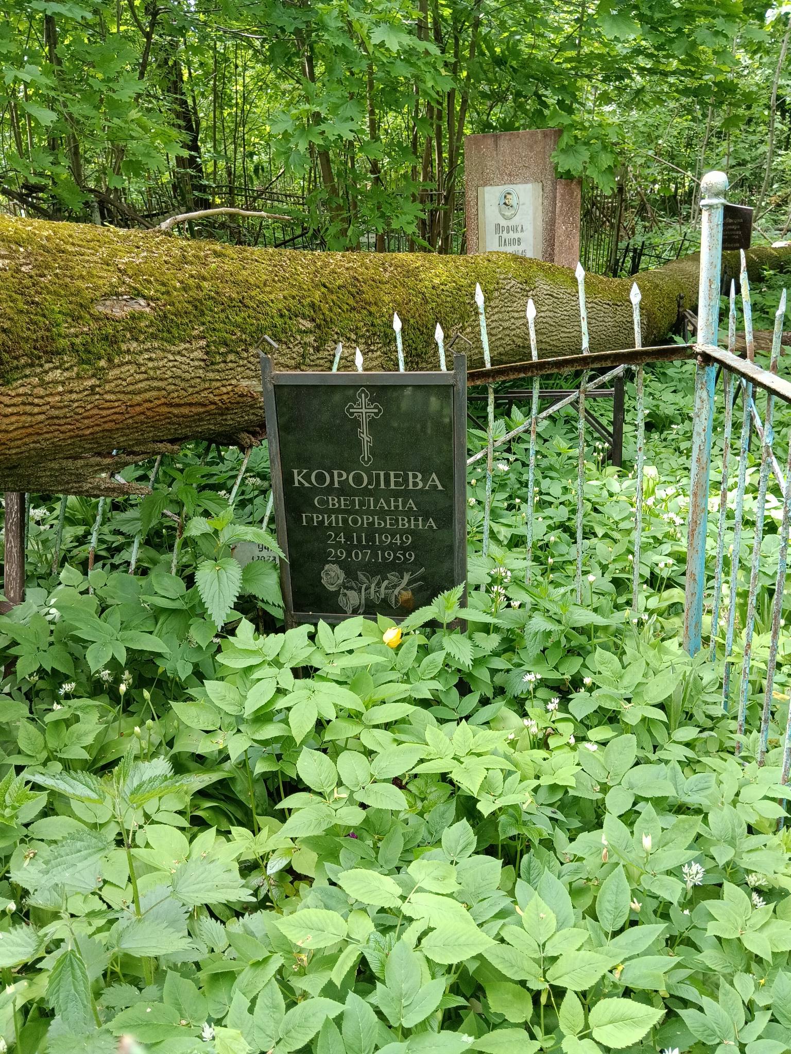 Королева Светлана Григорьевна