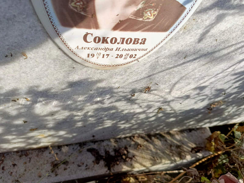Соколова Александра Ильинична