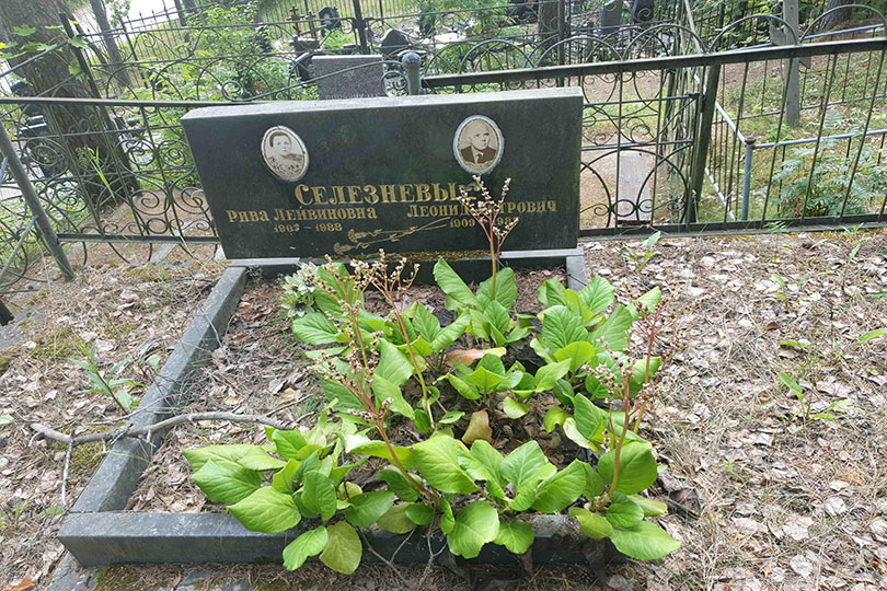 Селезнева Рива Лейвиновна