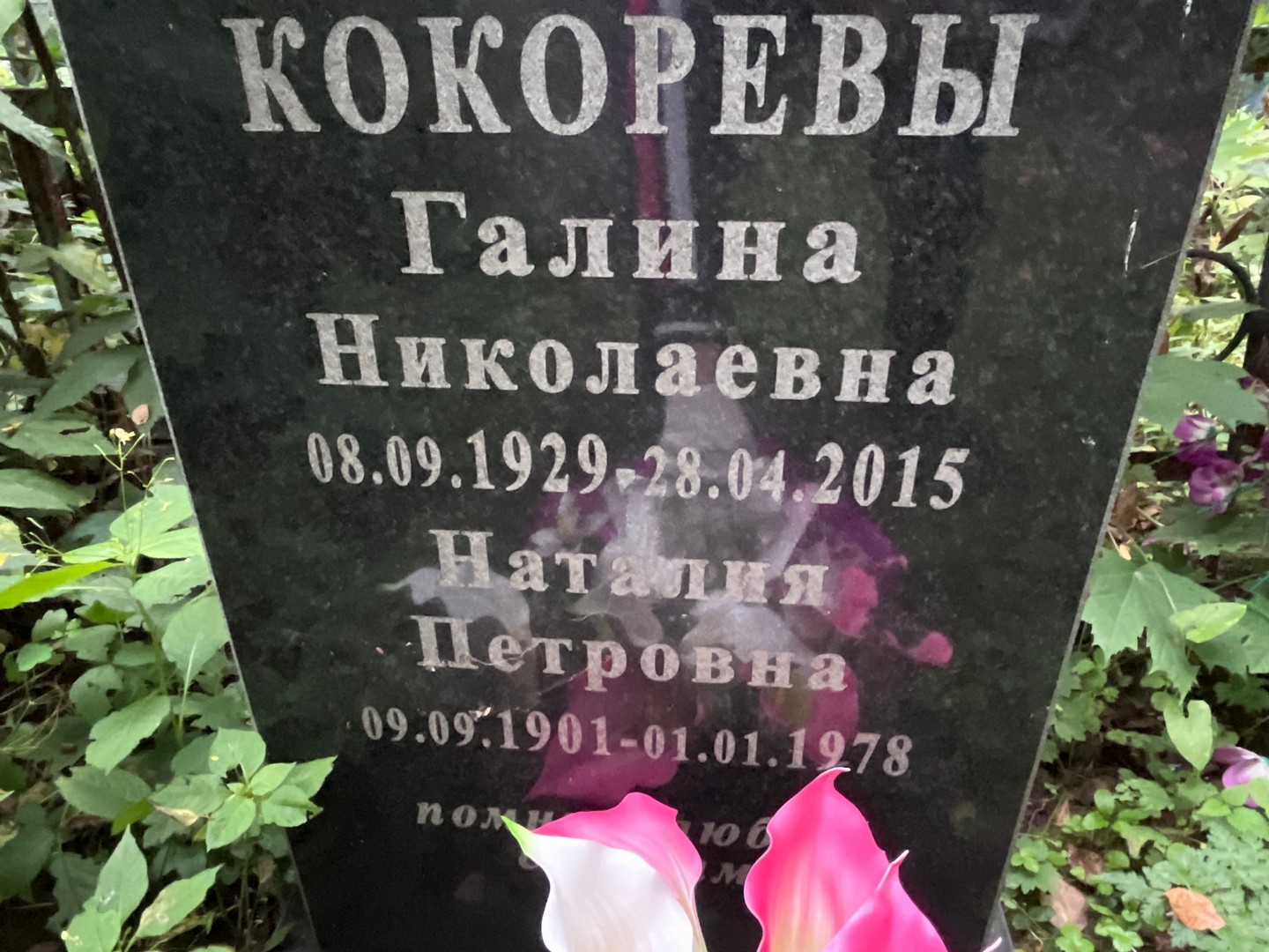 Кокорева