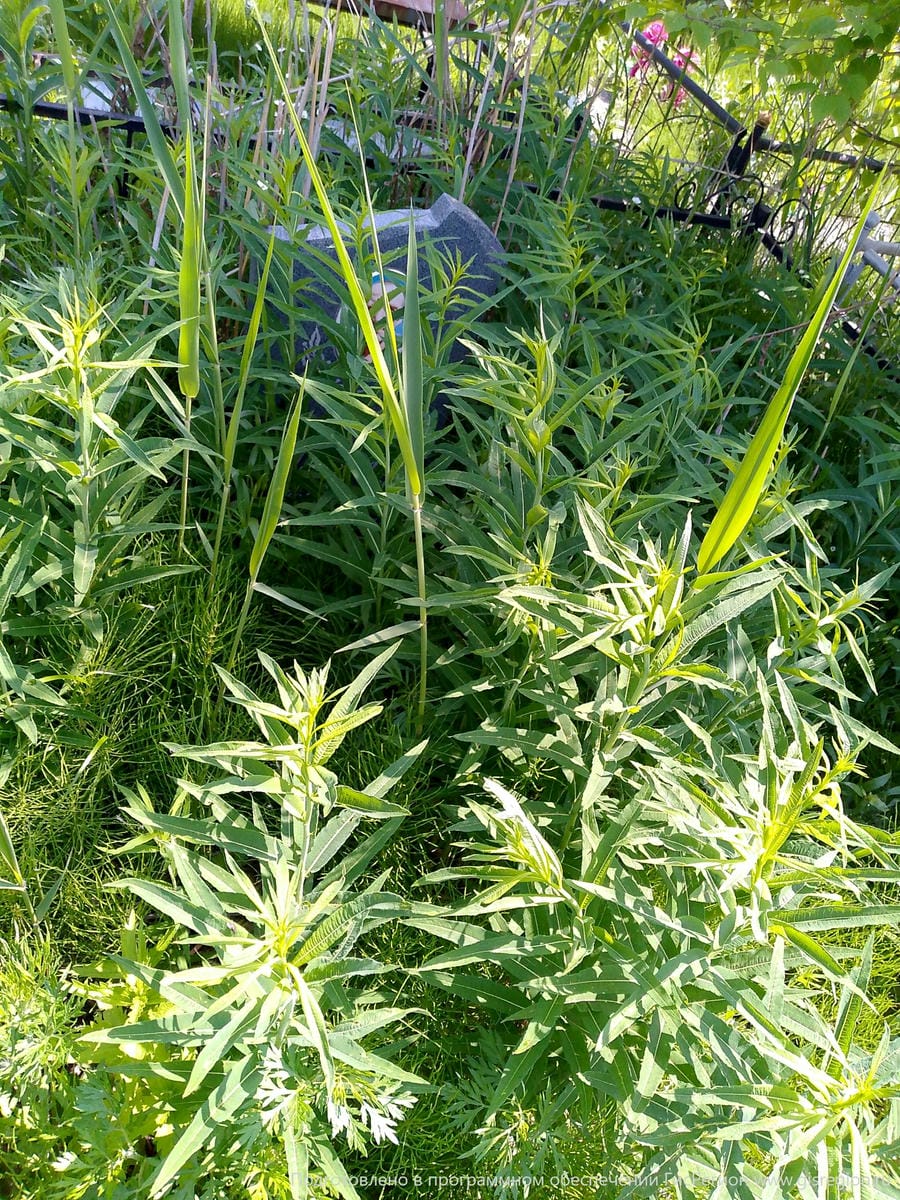 Панасюк Евгений Николаевич