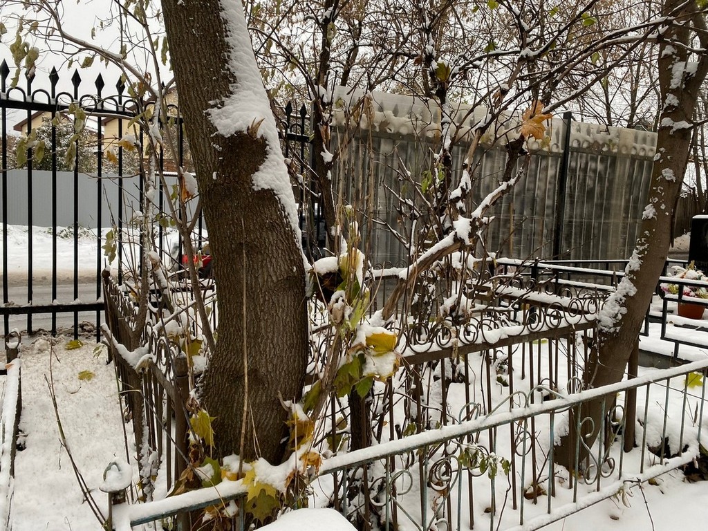 Петербуржцева Юлия Николаевна