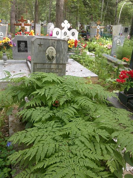 Шахмин Павел Дмитриевич