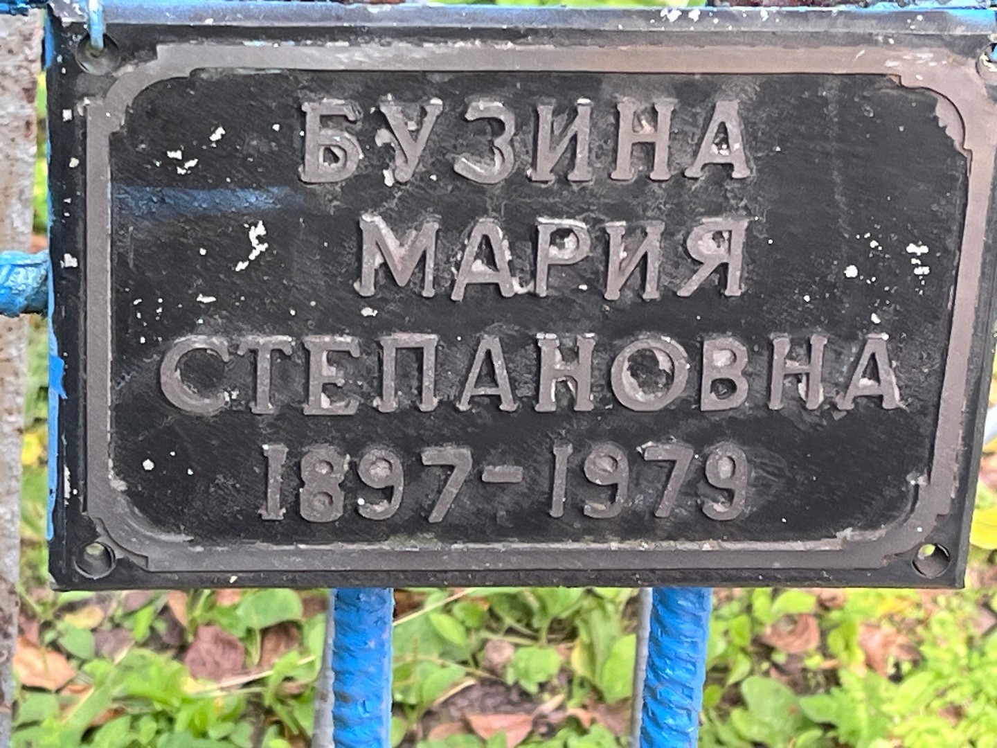 Бузина