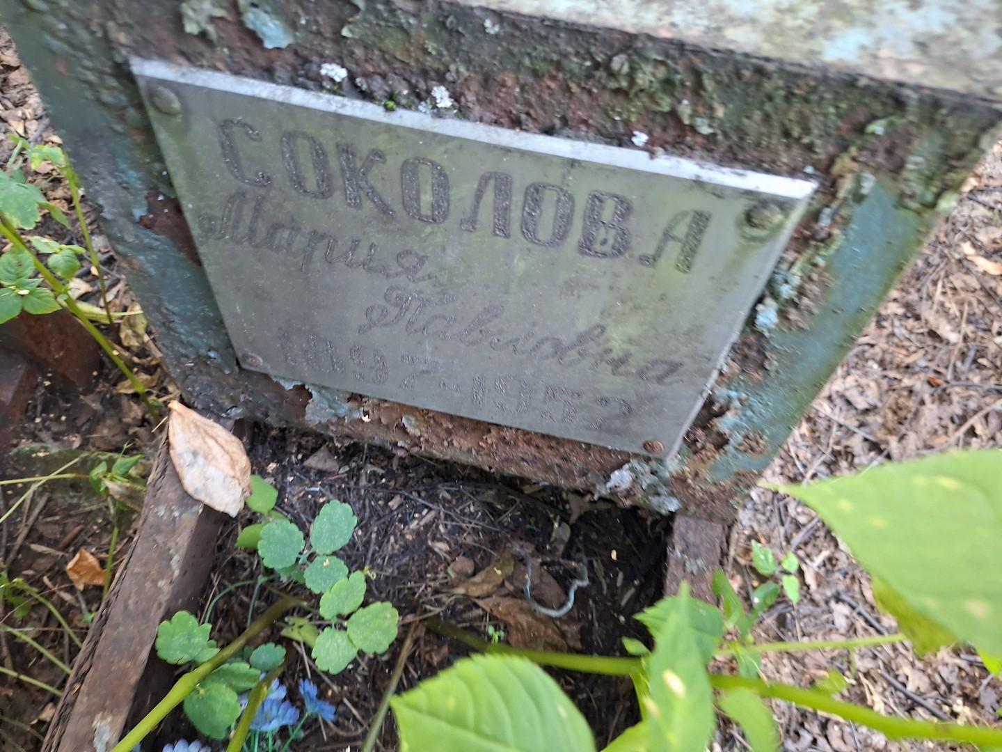 Соколова