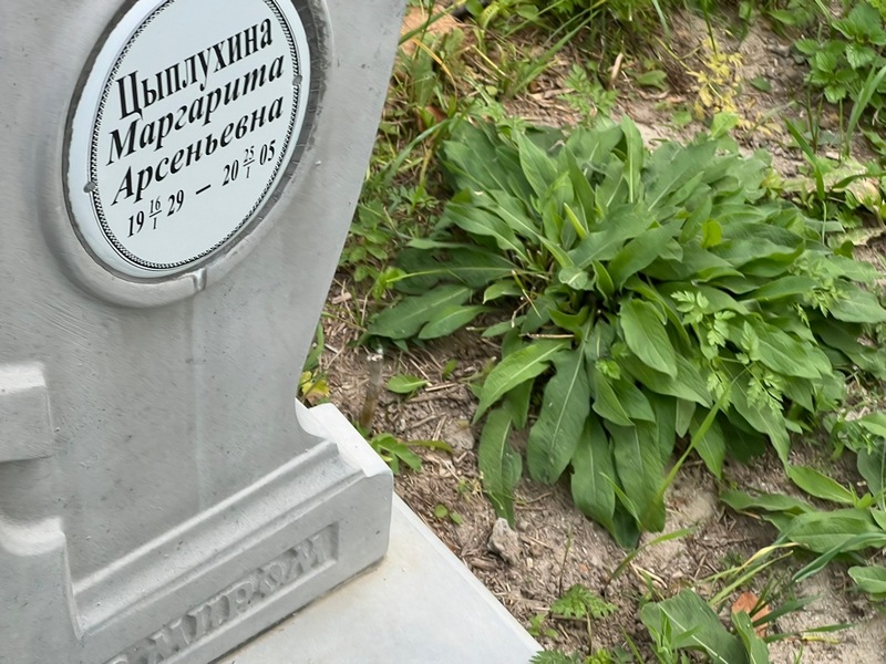 Цыплухина