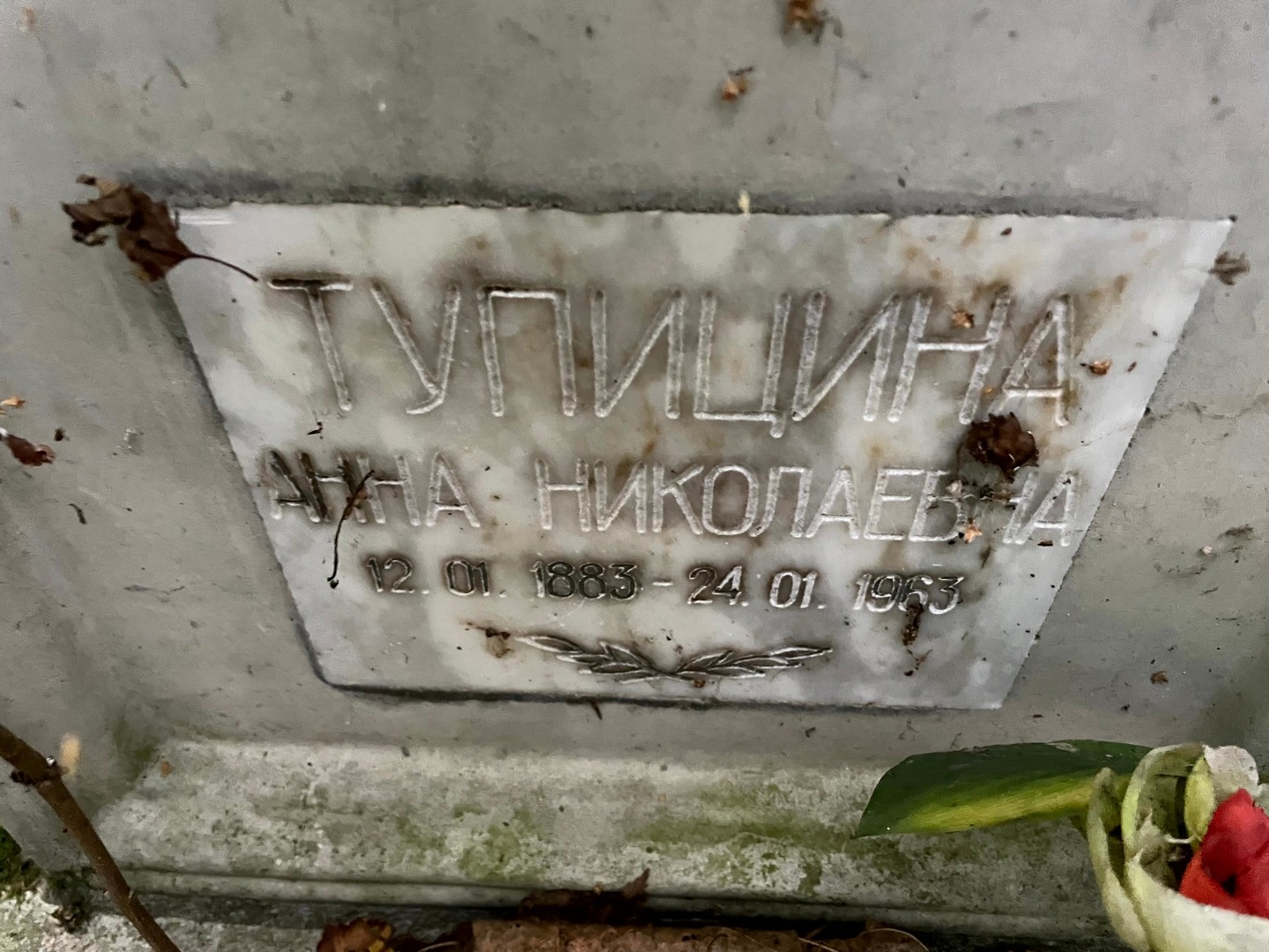 Тупицина