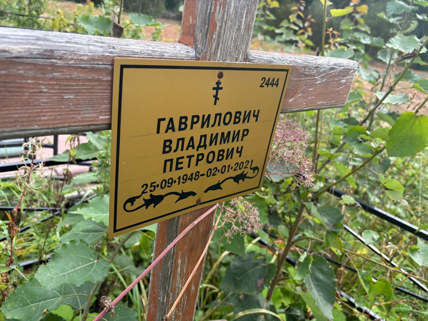 Гаврилович
