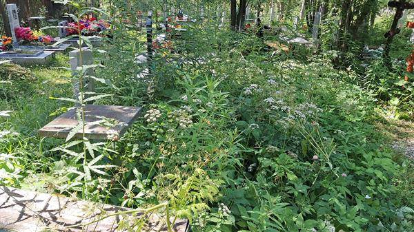 Мальцов Николай Григорьевич