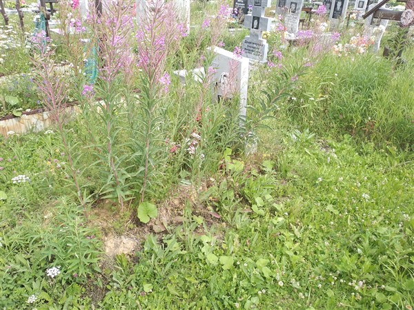 Кукарцева Валентина Ивановна