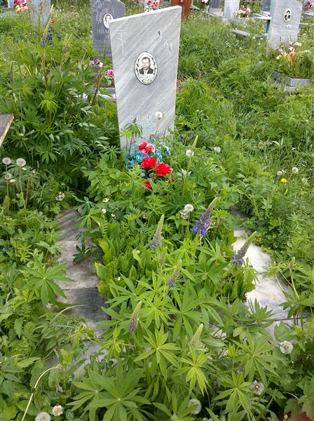 Соколов Николай Яковлевич