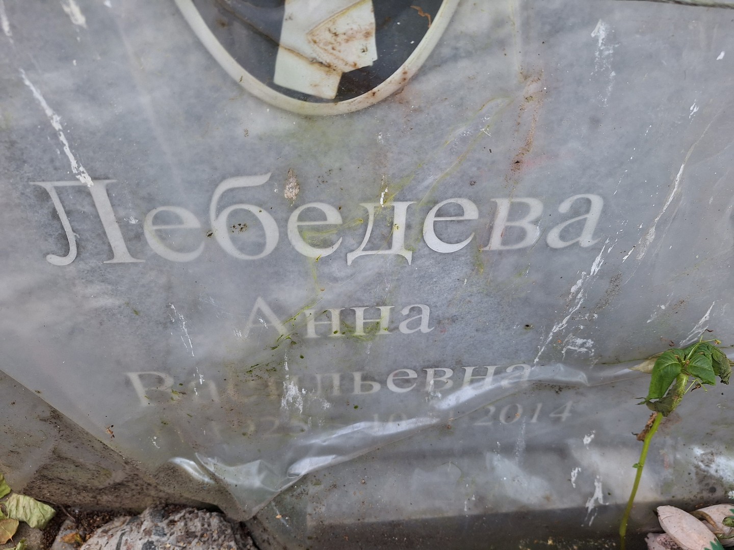 Лебедева