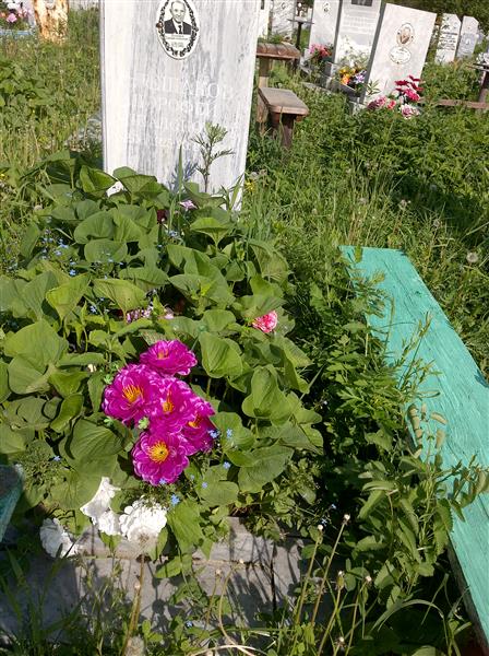 Плешаков Дорофей Аппалонович
