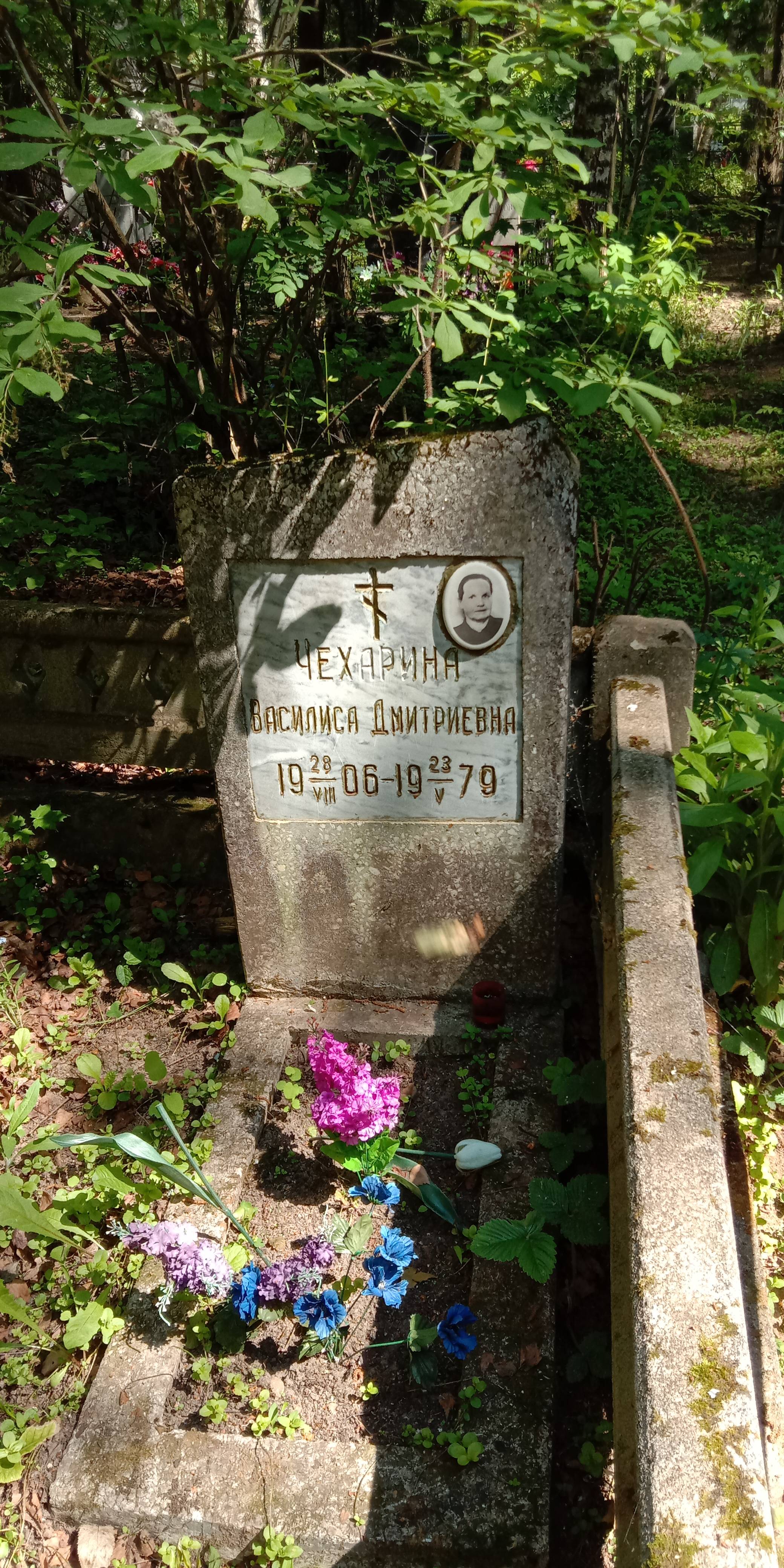 Чехарина Василиса Дмитриевна
