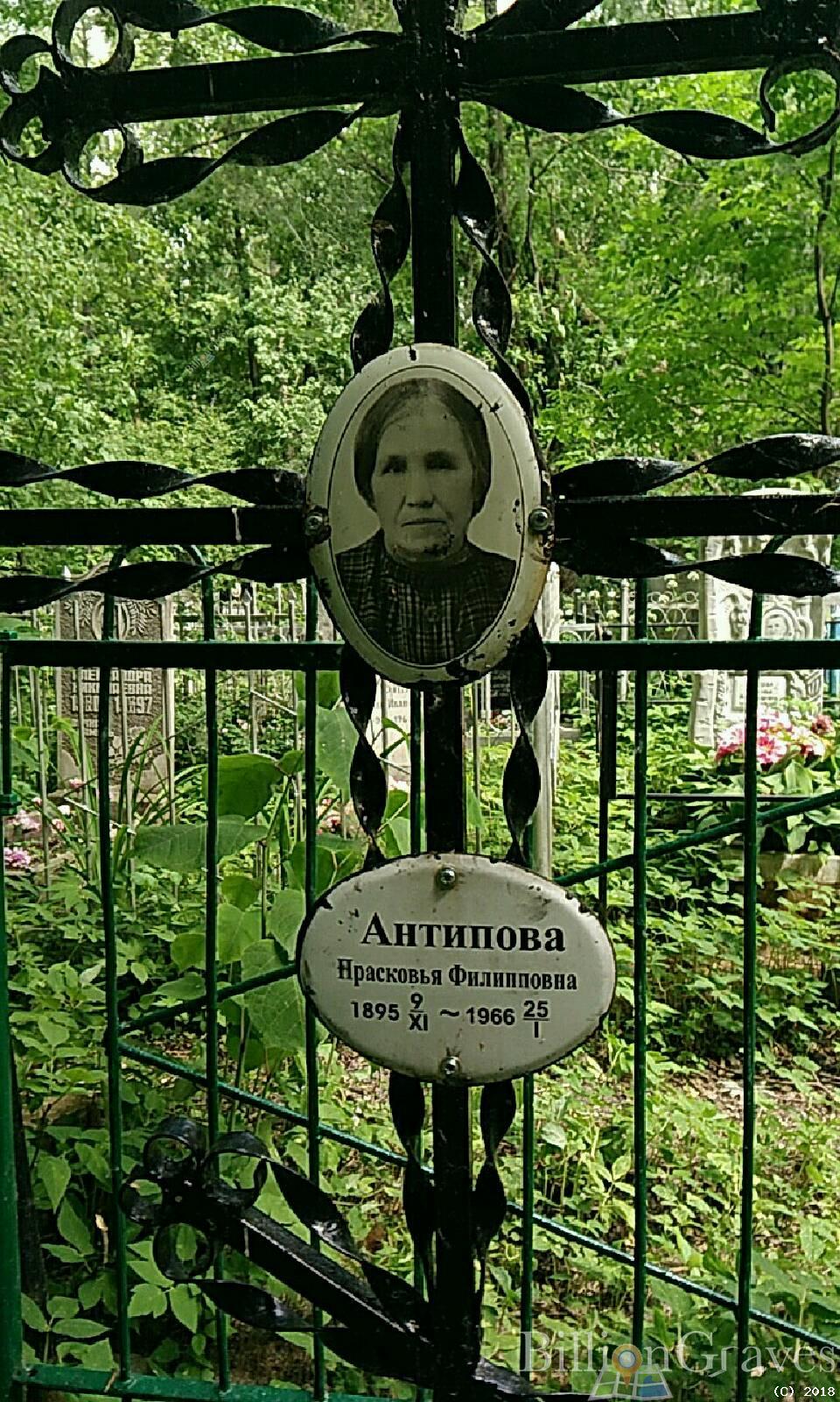 антипова прасковья филипповна