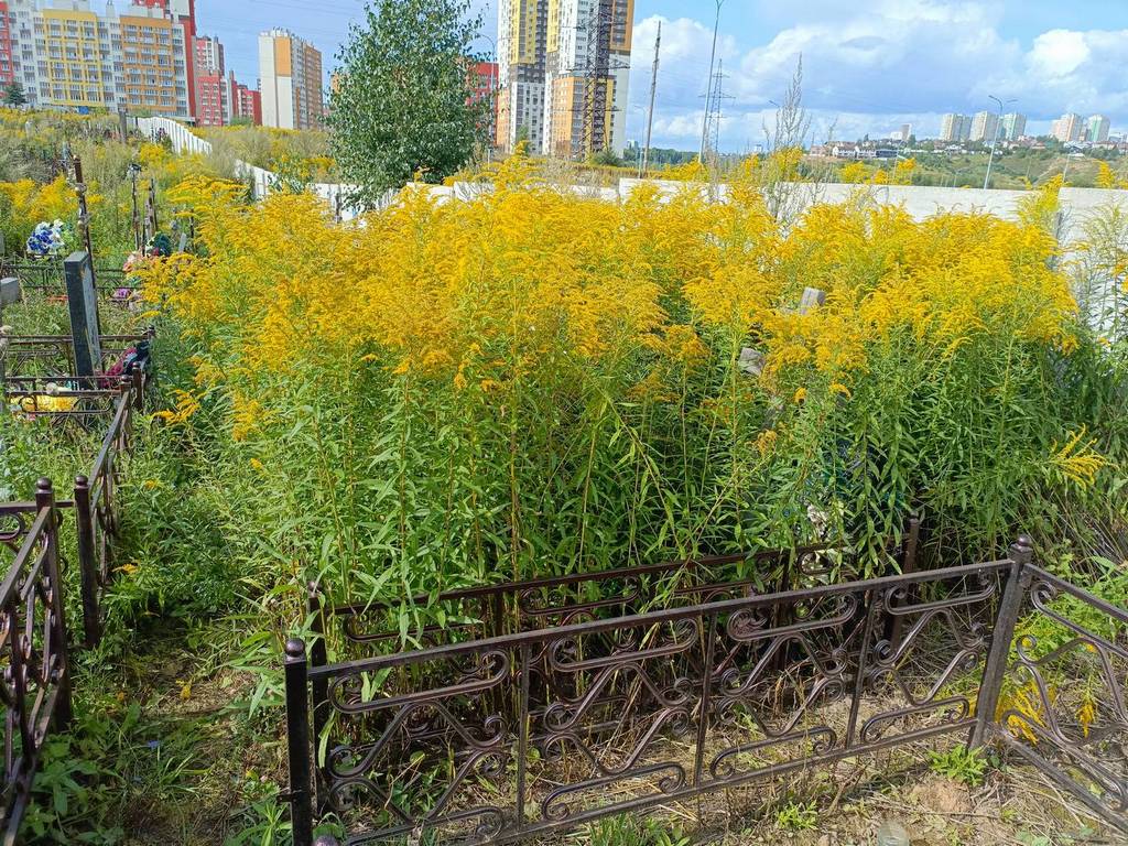 Асатурян Степановна
