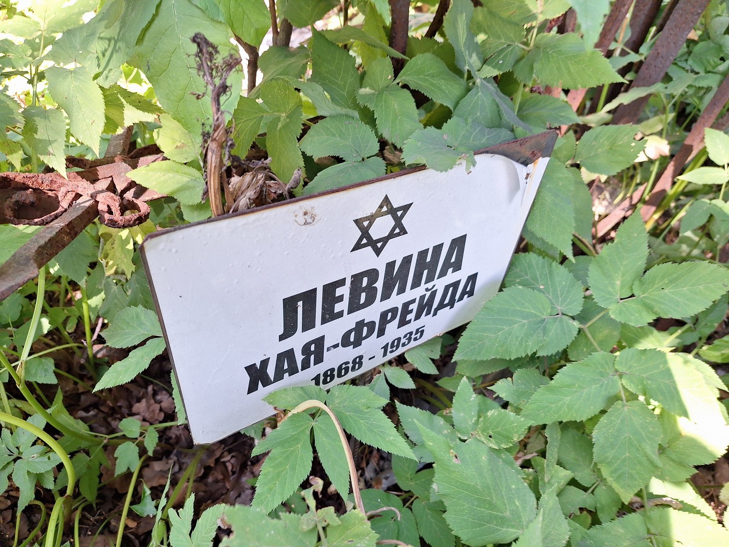 Хая-Фрейда Левина