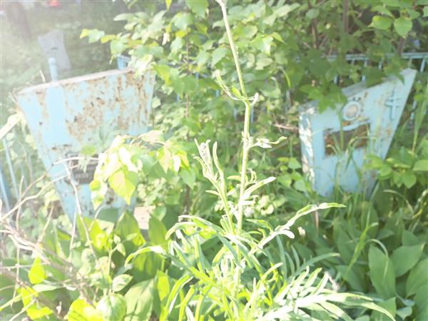 Попов Александр Леонтьевич