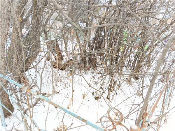 Пигарева Людмила Георгиевна