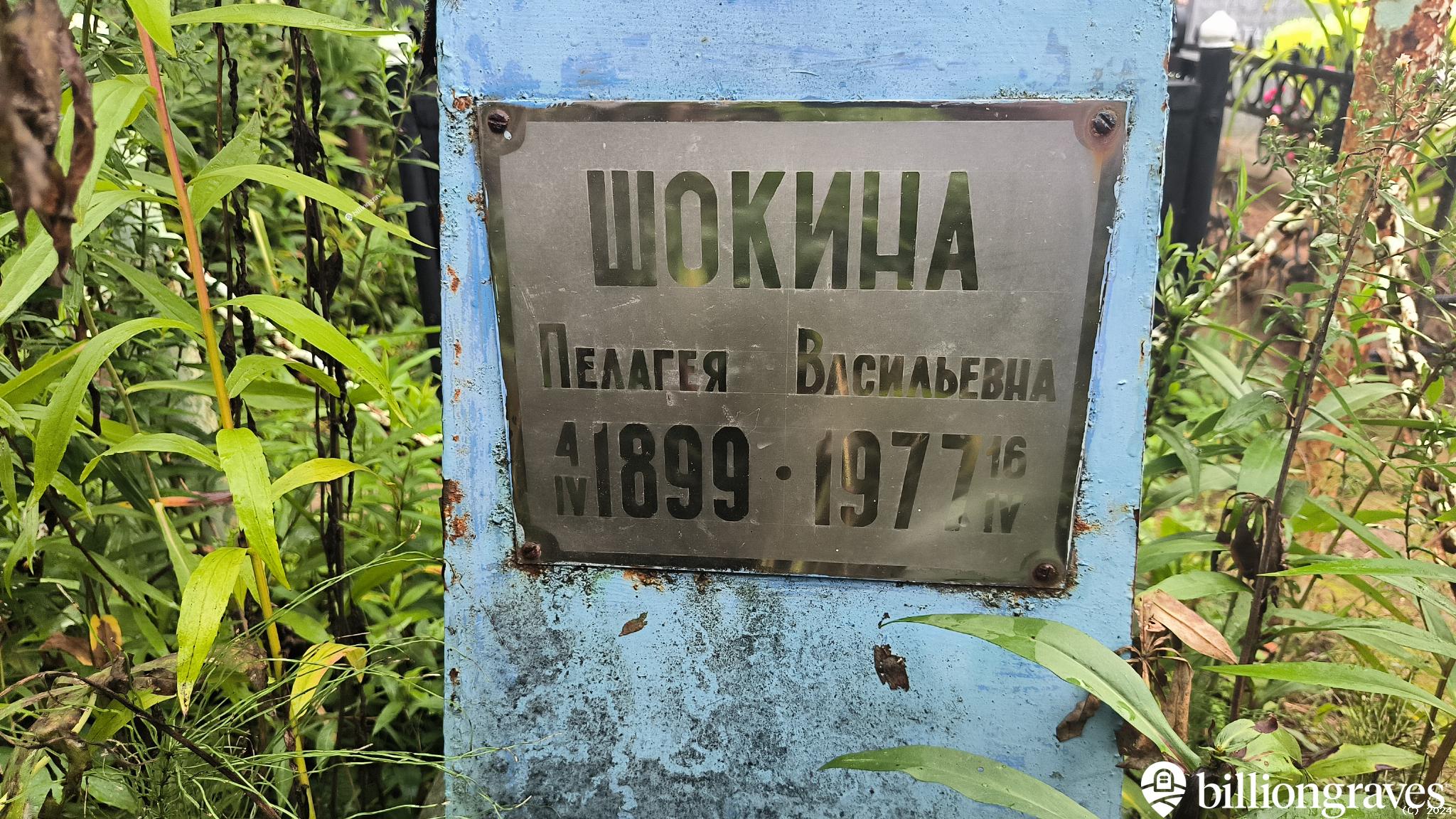 Шокина Пелагея Васильевна